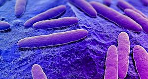 E. coli infekcije