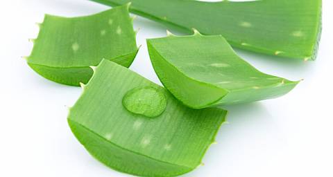 Aloe vera čaj
