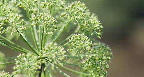 Angelica