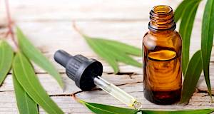 Saznajte zašto je ulje eukaliptusa moćan lijek iz prirode i koje su nuspojave