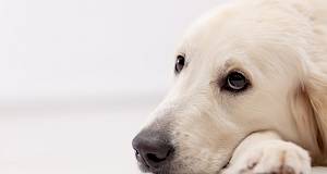 Čudesan pas nanjuši dijabetski hitni slučaj