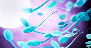 Prvi spermiji uzgojeni u laboratoriju