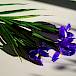 Dan plavog irisa