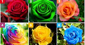 Izaberite najljepšu ružu i otkrijte tajne svoje osobnosti!