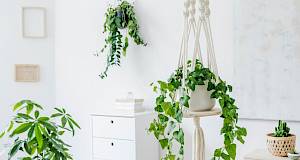 Ove biljke donose sreću u vaš dom!