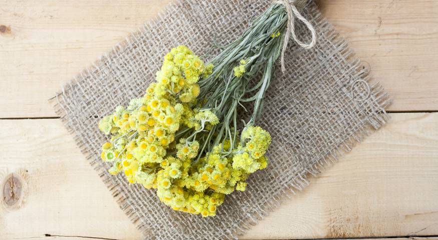 Mediterranean plant, Immortelle, timeless beauty of immortelle, www.zadarvillas.com