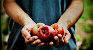 Jesu li doista sve jabuke jednako zdrave?