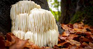 Znate li što je Lavlja griva – čudotvorna gljiva koja jača imunitet i ublažava depresiju?