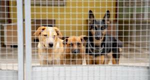 Udomljavanje pasa: upoznajte top pseće kandidate kojima je donirano 100 kg hrane