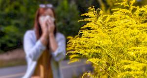 Ambrozija: Kako prepoznati alergiju i koju hranu izbjegavati?