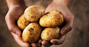 Može li krumpir biti efikasan u borbi protiv raka?