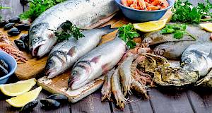 Konzumacija morskih plodova može utjecati na smanjenje bolesti bubrega