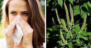 Sezona ambrozije: Kako učinkovito ublažiti simptome alergije?