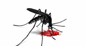 Prenose li svi komarci malariju?
