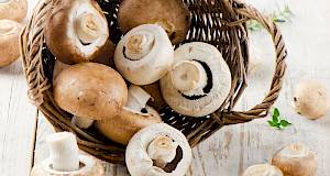 Koje prednosti kriju gljive?