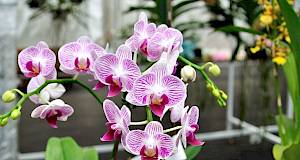 Sve što trebate znati o uzgoju orhideja kako bi zablistale u vašem domu