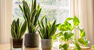 Svekrvin jezik: 5 savjeta za uspješan uzgoj ove otporne kućne biljke