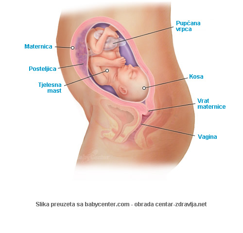 trudnoca-po-tjednima-25.jpg