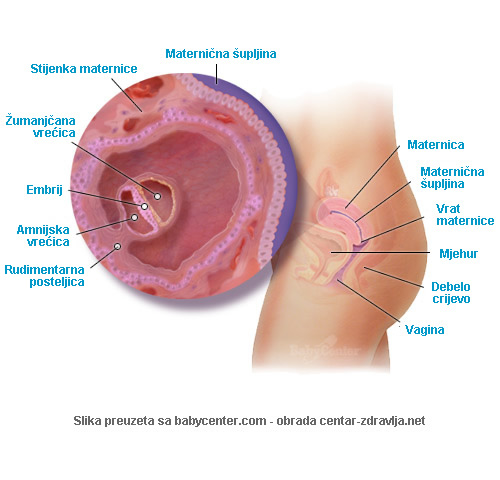 trudnoca-po-tjednima-4.jpg