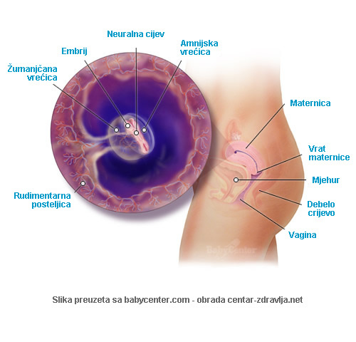 trudnoca-po-tjednima-5.jpg