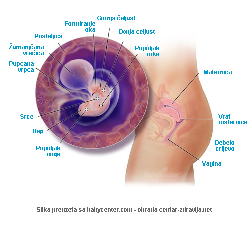 trudnoca-po-tjednima-6.jpg