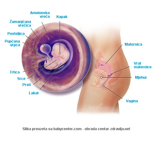 trudnoca-po-tjednima-7.jpg