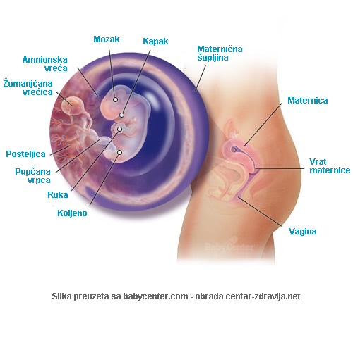 trudnoca-po-tjednima-8.jpg