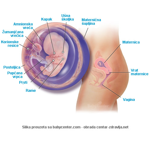 trudnoca-po-tjednima-9.jpg