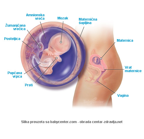 trudnoca-po-tjednima-10.jpg