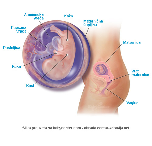 trudnoca-po-tjednima-11.jpg