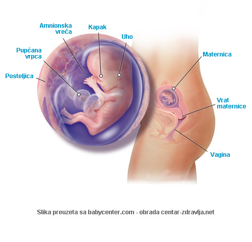 trudnoca-po-tjednima-12.jpg