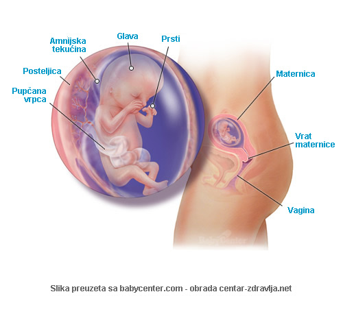 trudnoca-po-tjednima-13.jpg