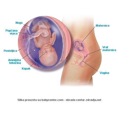 trudnoca-po-tjednima-15.jpg