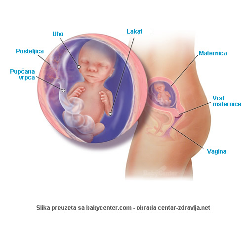 trudnoca-po-tjednima-17.jpg