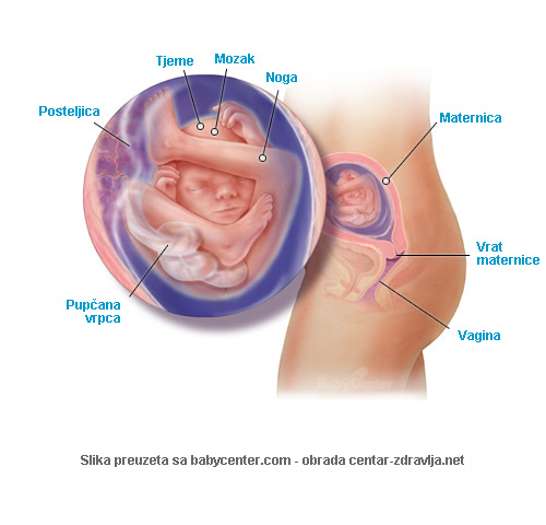 trudnoca-po-tjednima-19.jpg