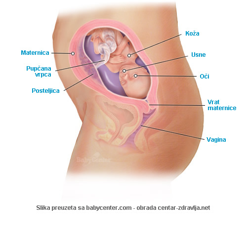 trudnoca-po-tjednima-22.jpg