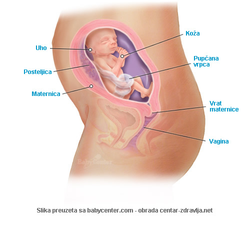 trudnoca-po-tjednima-23.jpg