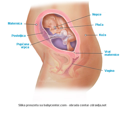 trudnoca-po-tjednima-24.jpg