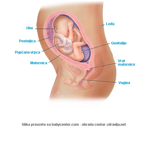 trudnoca-po-tjednima-26.jpg