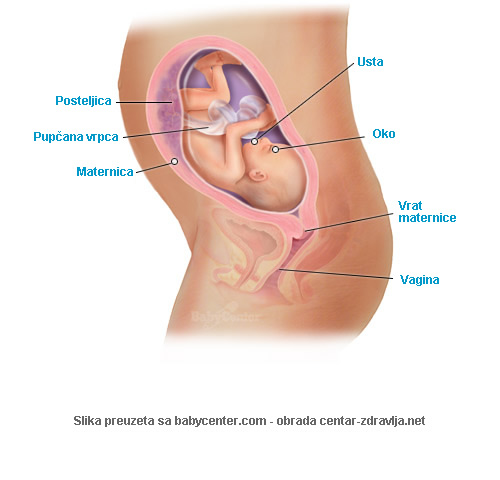 trudnoca-po-tjednima-27.jpg