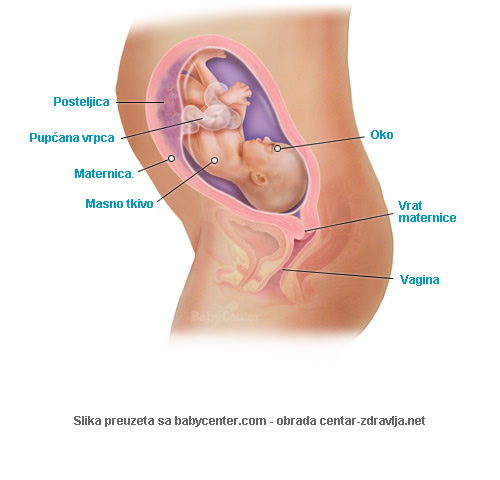 trudnoca-po-tjednima-28.jpg