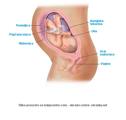 trudnoca-po-tjednima-30.jpg
