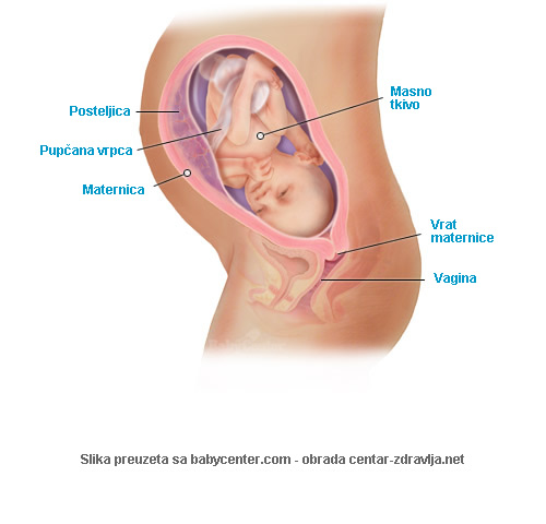 trudnoca-po-tjednima-31.jpg