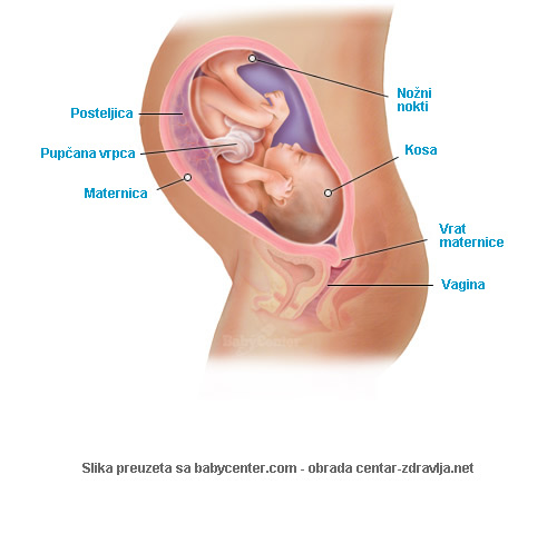 trudnoca-po-tjednima-32.jpg