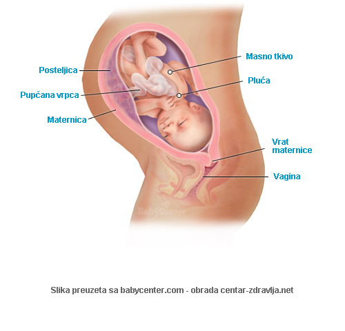 trudnoca-po-tjednima-34.jpg