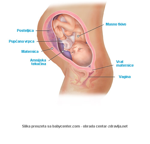 trudnoca-po-tjednima-35.jpg