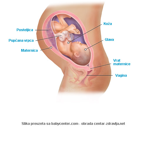 trudnoca-po-tjednima-36.jpg
