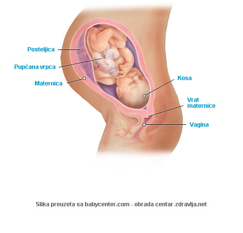 trudnoca-po-tjednima-37.jpg