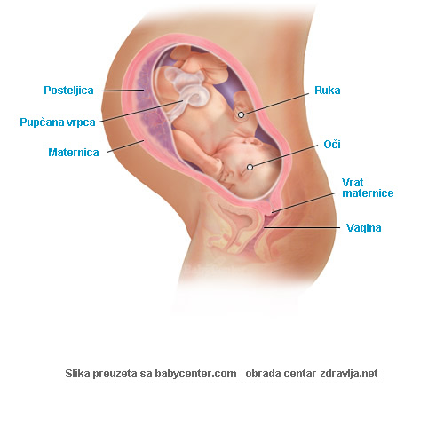 trudnoca-po-tjednima-38.jpg