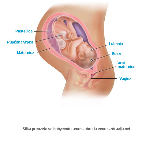 trudnoca-po-tjednima-40.jpg